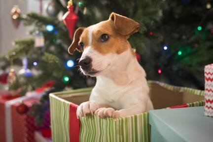 Manche Hunde singen bzw. heulen am 24. Dezember mit. 