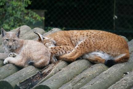 Abenteuerliche Tage warten im Wild- & Erlebnispark Ferleiten, eingebettet in die atemberaubende Landschaft des Nationalparks Hohe Tauern. 
