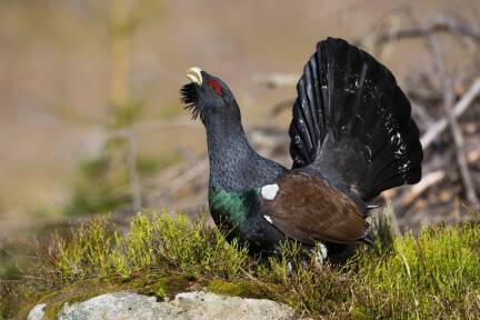 Erwachsene, stattliche Auerhähne sorgen innergebirg gelegentlich für Aufsehen. Kleines (Rate-)Bild: einer der Jungvögel, die ich beim Schwammerlsuchen entdeckte. 