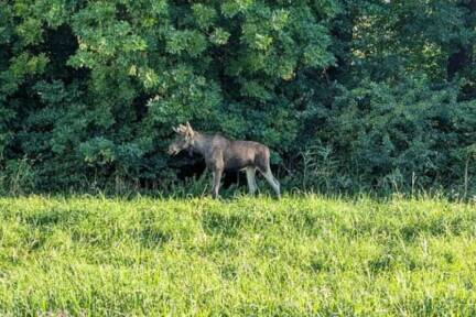 Elch 'Emil' streift durch Niederösterreich 