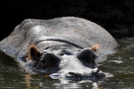 Flusspferde sind in der Elfenbeinküste besonders gefährlich 