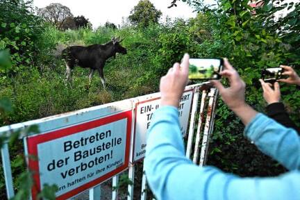 Elch 'Emil' aufgenommen am Samstag, 6. September 2025, in St. Pölten. 