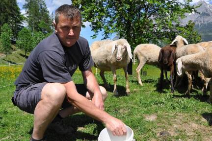 2018 kam es beim Arlbauern in Pfarrwerfen zu einem der ersten Wolfsrisse im Pongau. 