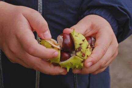 Die gute, altbekannte Kastanie. 