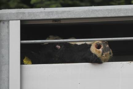 Ein Rind in einem der kontrollierten Tiertransporter an der Metzgerstraße in Salzburg/Bergheim. 