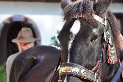 Starke Noriker im Einsatz: Sehen wie Mensch und Pferd früher gemeinsam das bäuerliche Leben gestalteten. 