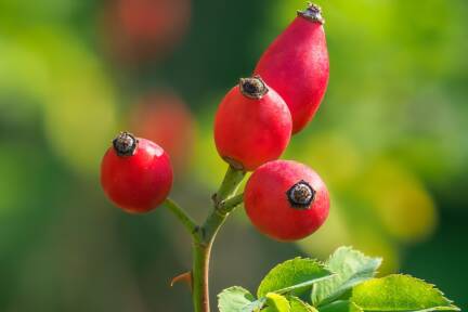 Neben Finken, Drosseln und Zeisigen freuen sich auch andere Gartenbewohner auf die süßsauren, vitaminreichen Hagebutten.  