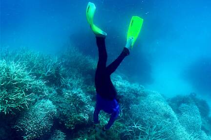 Kampf um Rettung der Korallenriffe ist bereits verloren 