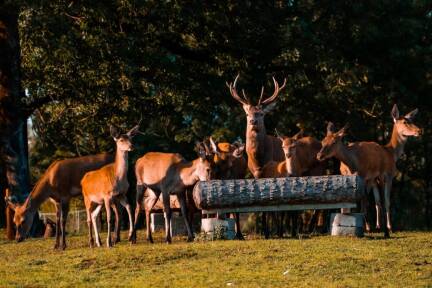 Zwei Hirsche (ein sechsjähriger und ein einjähriger), sechs Hirschkühe und drei Hirschkälber befinden sich in dem Wildgehege in Leopoldskron-Moos. 