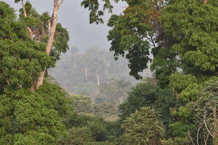 Die Regenwälder auf der Erde dienen üblicherweise als CO2-Speicher, die riesige Mengen des Treibhausgases absorbieren (Symbolbild).  