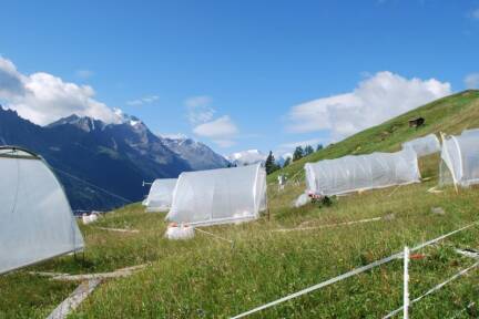Auch im Stubaital laufen Versuche zu Auswirkungen des Klimawandels auf Almwiesen 