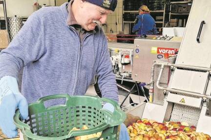 Christian Streitwieser befüllt die Bandpresse mit Äpfeln. Als Richtwert gilt: Aus 100 Kilogramm Äpfel werden in zehn Minuten 70 Liter Saft.  