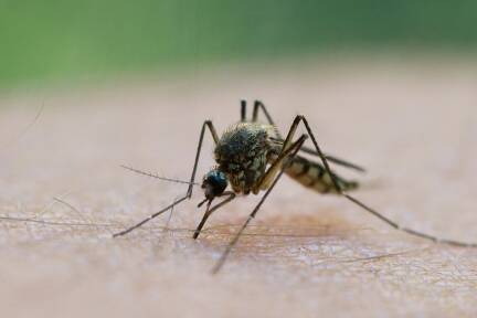 Das West-Nil-Virus wird von der gemeinen Hausgelse übertragen, erläutert ... 