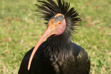 Waldrapp Zoppo war einer der Pioniervögel in der Kolonie Überlingen am Bodensee. 