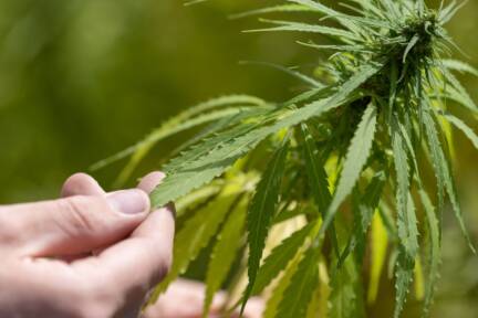 Mit Hanfpflanzen sollten große Summen erwirtschaftet werden 