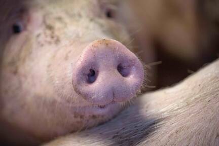 Der europäische Markt ist unter Druck 