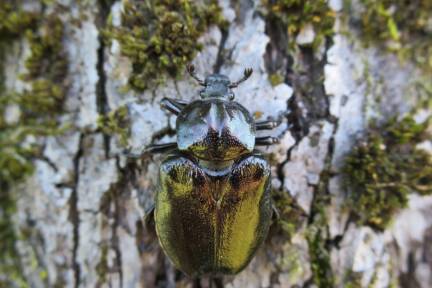 Immer mehr Insekten setzen den Bäumen zu 
