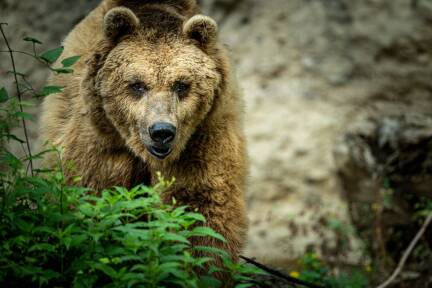 Braunbär Aragon ist im Alter von 32 Jahren gestorben. 