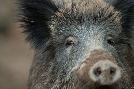 Früher waren Wildschweine in Salzburg die Ausnahme. Das hat sich geändert. 
