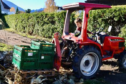 Georg Reiter (10) vom Dandlhof in Wals-Siezenheim erntet Popcornmais. 