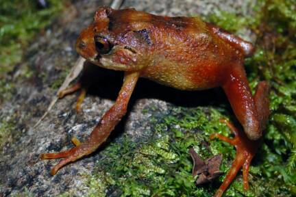 Eine der beiden neu entdeckten Spezies von Amazonas-Fröschen 