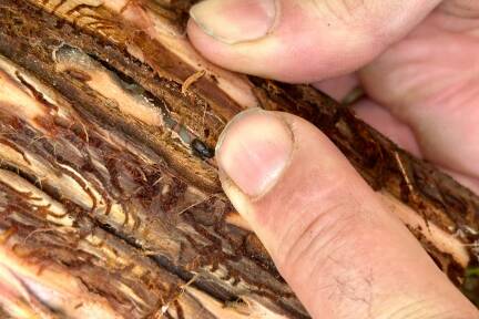 Borkenkäfer hätten zu Unrecht einen schlechten Ruf, schreibt ein Forscherteam. 