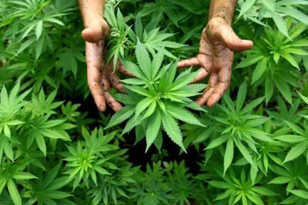 Das Geschäft mit der Ernte von Hanfpflanzen platzte 