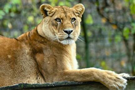 ++ ARCHIVBILD ++ 'Hoffnungsschimmer' für Löwen (Symbolbild) 