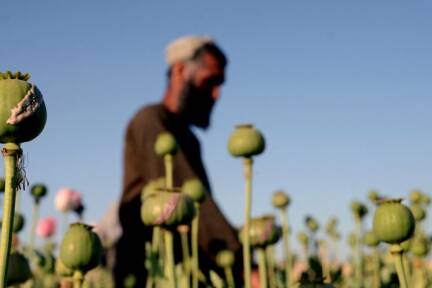 Dennoch sinken Preise laut UNO-Bericht 