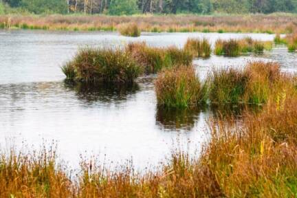 Moore sind wichtige Klimaschützer 
