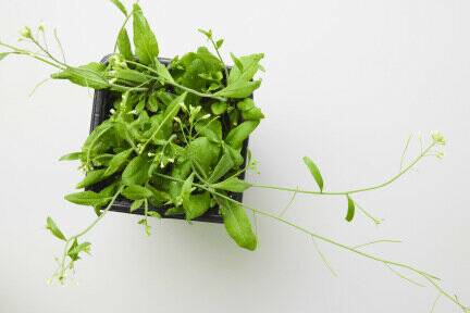 Forschende entdeckten einen neuen, wichtigen Faktor für die pflanzliche Epigenetik. 