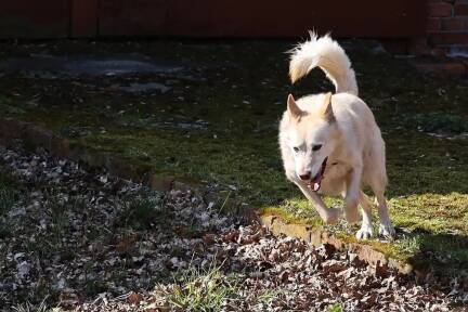 Immer wieder kursieren Hinweise auf vermeintlich böswillig ausgelegte Giftköder.  
