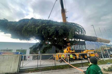 Der Christbaum für den Residenzplatz wurde bei Puch-Urstein von dem defekten Nachläufer auf einen Tieflader umgeladen. 