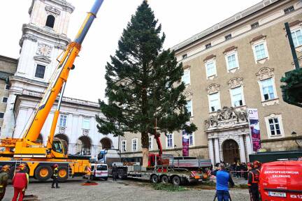 Am Dienstag erreichte die 40 Jahre alte Tanne ihr Ziel. 