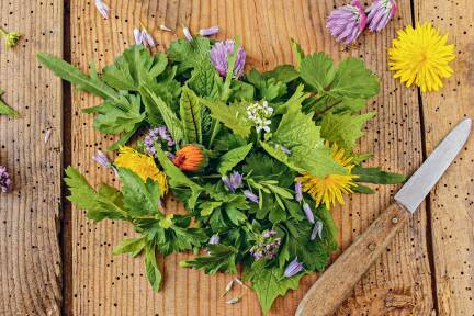 Potente Pflanzenwirkstoffe schlummern in allen Kräutern und Heilpflanzen, die rundherum wachsen.  