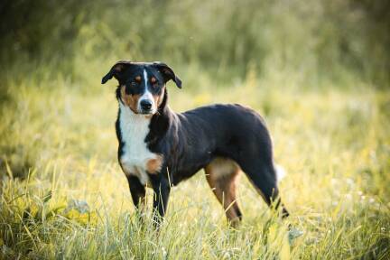 Es war bereits der dritte Vorfall, der vor Gericht landete. (Symbolbild) 