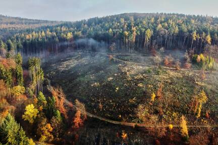 Nicht nur die tropischen Wälder sind unter Druck, auch jene in Europa: im Bild ein Wald im Taunus nahe Frankfurt, bei dem kräftig geschlägert wurde.  