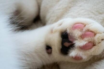 Rund 400 Besitzer von Hunden und Katzen wurden befragt 