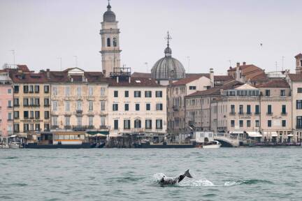 Der Delfin mit dem Spitznamen „Mimmo“ ist wieder zurück in der Lagune von Venedig. 
