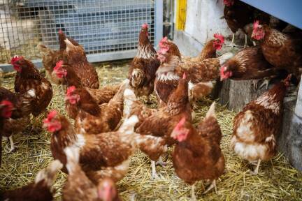 In einem österreichischen Betrieb wurde bei Geflügel die Vogelgrippe nachgewiesen. 