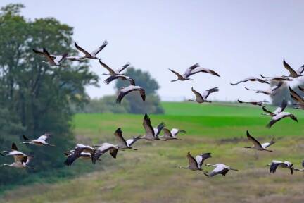 Bei Zugvögeln fanden Forschende eine stärkere Scheu vor Neuem 
