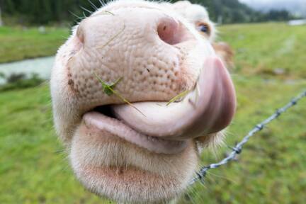 Die Milch für die Joghurts stammte fast ausschließlich aus Österreich 