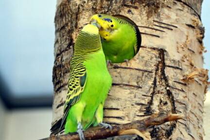 Wellensittiche haben lieber einen festen Wohnsitz (Symbolbild). 