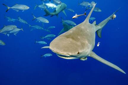 Für Haie wird es u.a. durch Klimawandel und Überfischung eng 