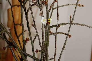 Aufblühender Barbara-Zweig.  Aufblühender Barbara-Zweig.