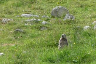 Ein Murmeltier im Obersulzbachtal im Nationalpark Hohe Tauern. 