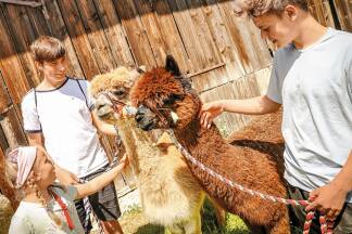 Wenn die Tiere Vertrauen fassen, darf man sie auch vorsichtig berühren. Wenn die Tiere Vertrauen fassen, darf man sie auch vorsichtig berühren.