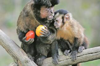 Tierische Ostern kann man zum Beispiel im Zoo Hellbrunn erleben. 