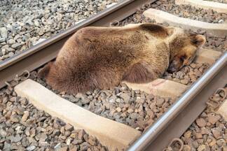 Salzburg: Ein Zug hat in Schwarzach im Pongau einen Braunbären erfasst. 