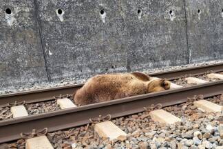 In der Nähe des Bahnhofs Schwarzach-St. Veit im Salzburger Pongau ist am Dienstag, 23. Mai 2023, ein Bär mit einem Zug zusammengestoßen und getötet worden. 